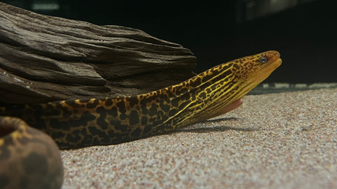 Tiger Moray (Gymnothorax polyuranodon) - xLarge