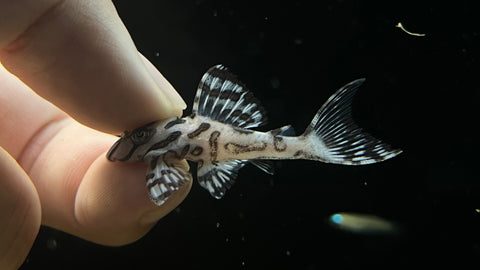 L-236 Super White RB Line (Hypancistrus sp.)
