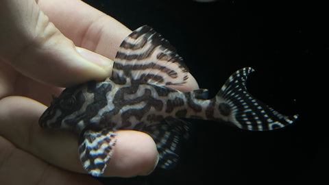 L-236 RB Line (Hypancistrus sp.)