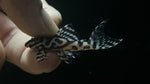 L-236 RB Line (Hypancistrus sp.)