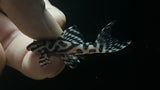 L-236 RB Line (Hypancistrus sp.)