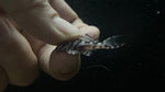 L-236 RB Line (Hypancistrus sp.)