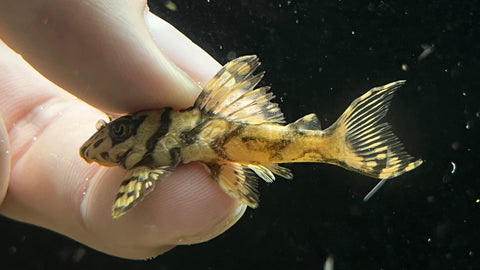 L-236 Super Yellow (Hypancistrus sp.)