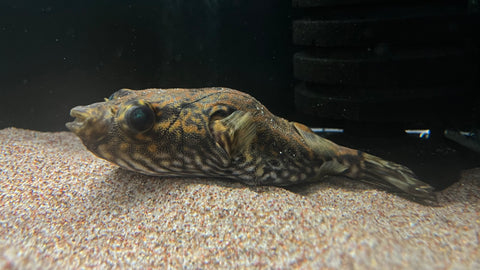 Humpback Dragon Puffer (Tetraodon palembangensis)