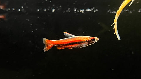 Coral Red Pencilfish (Nannostomus mortenthaleri)