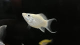 Assorted Balloon Molly (Poecilia sp.)