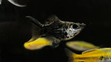 Assorted Balloon Molly (Poecilia sp.)