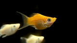 Assorted Balloon Molly (Poecilia sp.)