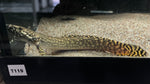 Ornate Bichir (Polypterus ornatipinnis) - Medium