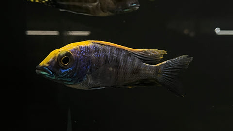 Z-Rock Yellow Blaze (Otopharynx lithobates)