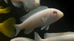 Albino Socolofi Cichlid (Pseudotropheus socolofi)