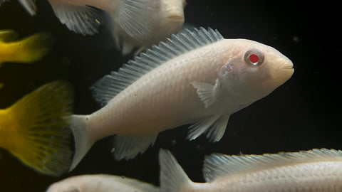Albino Socolofi Cichlid (Pseudotropheus socolofi)
