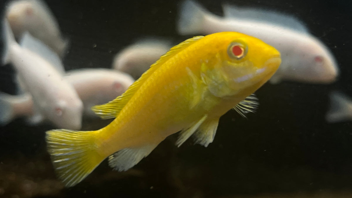 Albino Yellow Lab Cichlid (Labidochromis caeruleus) – The Waterfront SLC