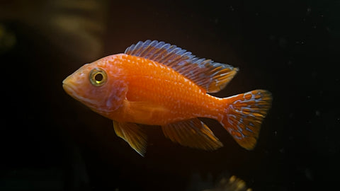 Strawberry Dragon Blood Peacock (Aulonocara sp.) - T106