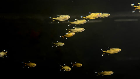 Silvertip Tetra (Hasemania nana)