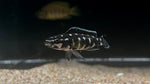 Julidochromis marlieri "Midnight"