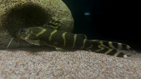 Synodontis brichardi