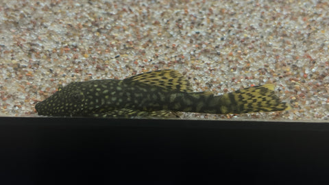 Chocolate Bristlenose Pleco (Ancistrus sp.)
