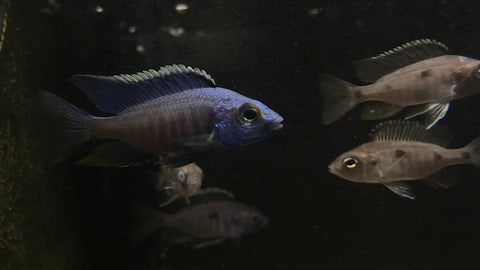 Azureus Hap Cichlid (Copadichromis azureus) - Group