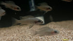 Brichardi Cichlid (Neolamprologus brichardi) - Small