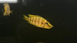 Chaitika Orange Comp (Altolamprologus compressiceps)