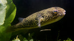 Mbu Puffer (Tetraodon mbu) - Large