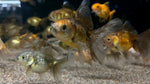 Oranda Goldfish (Carassius auratus) - xSmall