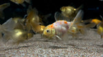 Oranda Goldfish (Carassius auratus) - xSmall