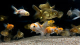 Oranda Goldfish (Carassius auratus) - xSmall