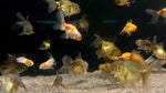 Oranda Goldfish (Carassius auratus) - xSmall