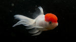 Red Cap Oranda Goldfish (Carassius auratus)