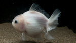 Thai Oranda Goldfish (Carassius auratus) - T69 WYSIWYG