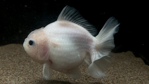 Thai Oranda Goldfish (Carassius auratus) - T69 WYSIWYG