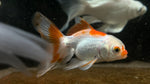 Oranda Goldfish (Carassius auratus) - Medium