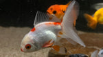 Oranda Goldfish (Carassius auratus) - Medium