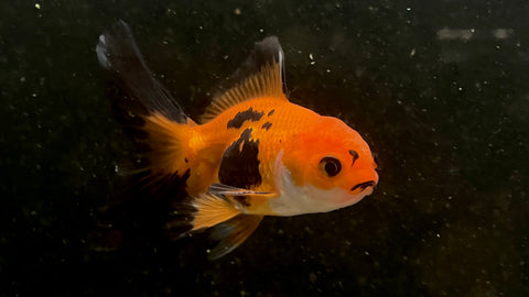 Oranda Goldfish (Carassius auratus) - Medium