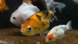 Ranchu Goldfish (Carassius auratus) - Small