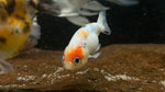 Ranchu Goldfish (Carassius auratus) - Small