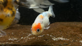 Ranchu Goldfish (Carassius auratus) - Small