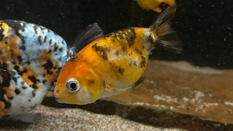 Ranchu Goldfish (Carassius auratus) - Small
