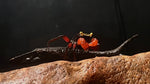 Assorted Vampire Crab (Geosesarma dennerle)