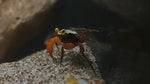 Assorted Vampire Crab (Geosesarma dennerle)