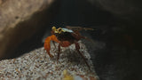 Assorted Vampire Crab (Geosesarma dennerle)