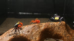 Assorted Vampire Crab (Geosesarma dennerle)
