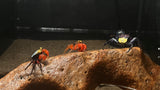 Assorted Vampire Crab (Geosesarma dennerle)