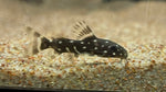 Synodontis angelicus - xSmall Captive Bred
