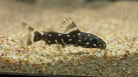 Synodontis angelicus - xSmall Captive Bred
