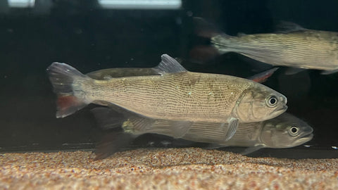 Golden Dorado (Salminus brasiliensis)