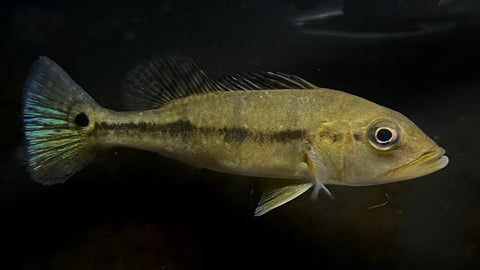 Fogo Peacock Bass (Cichla melaniae "Fogo") - Medium