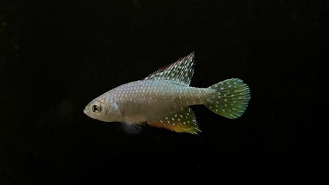 Hypsolebias faouri